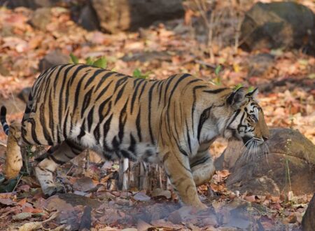 belghar wildlife sanctuary