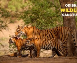 wildlife sanctuaries in odisha