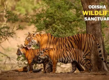 wildlife sanctuaries in odisha